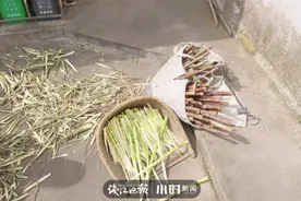 「小柏菜」平平无奇增鲜小天才！藏在浙江高山深处的这一个神奇，已悄悄存在千年图片