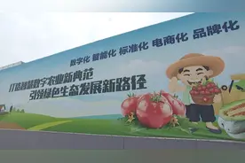 滨州博兴：西红柿产业托起乡村振兴致富梦图片