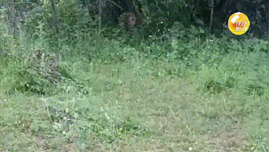 牛群吓得不走了！陕西男子放牛遇到金钱豹图片