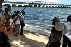 新加坡海域钓到濒危巨型魔鬼鱼，3名壮汉齐力拖‍上岸图片