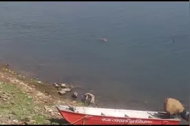 鳄鱼袭击毫无防备的流浪狗 将其拖入水中淹死图片