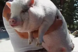 灭绝边缘救回来！这种世界上最小的猪，终于能在野外自由稳定生存了图片