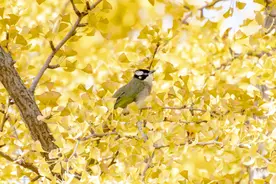 科普 | 一路向北的白头鹎图片