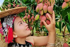 今年芒果节时间定了！玉溪元江等你来图片