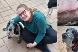 可卡犬吞下18厘米长烤肉扦 胃部被刺穿险丧命图片