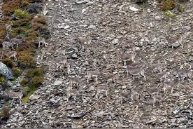 「云南生物多样性数字化百科图谱」脊椎动物•岩羊：来数数照片中有几只羊？图片