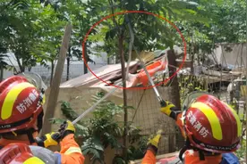 阜阳一居民家中的树上挂着条大蛇，有人报警了图片