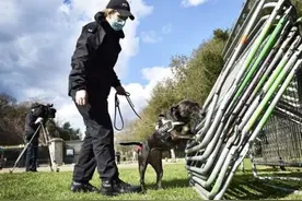 被遗弃的斯塔福郡斗牛梗变身排爆犬 曾参与菲利普亲王葬礼保卫工作图片