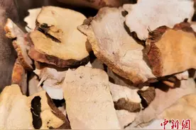 广东侨乡台山人夏季烹土茯苓解暑祛湿图片