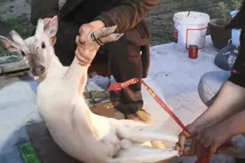 神农架罕见白化麂抢救三天死亡，通体雪白！网友惋惜图片