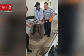 “齐天大圣”频繁造访南宁一小学，没想到竟是国家二级保护动物图片