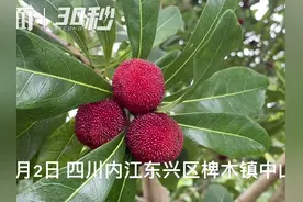 30秒｜杨梅熟了 这个周末在四川内江相约“梅”好时光视频封面