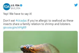 美国一些地区流行吃蝉，FDA特别提醒：对海鲜过敏者别吃图片