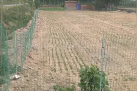 「问政追踪 」东平大清河沿岸四处养殖场全部拆迁 土地已复耕 辖区“四乱”问题彻底排查图片