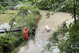 二师兄别害怕，500多斤重大白猪掉入水塘，消防员将其救出图片