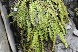 四川小金发现国家一级保护植物玉龙蕨图片