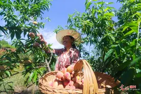 河南光山：鲜桃喜获丰收图片