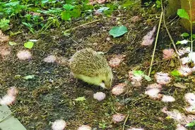 连日降雨后 植物园“长刺猬”了图片