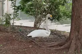 老俞闲话丨天鹅孵蛋记图片