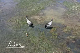 甘肃阿克塞：黑颈鹤携宝宝觅食图片