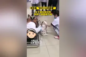 江苏一女子遇车祸住院，忠犬一路跟随守护，院方不忍驱赶图片