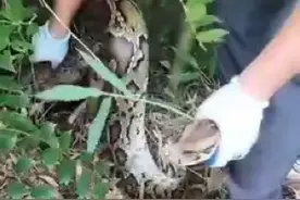 肇庆市广宁县抓捕一条扰民大蟒蛇图片