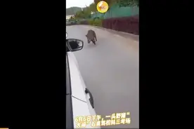汪汪队立大功！野猪大闹陕西一驾校被5只狗打败，网友：汪汪队今晚可以加餐图片