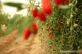 宁夏头茬枸杞红了 现摘现发走全国图片