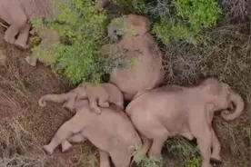 北迁亚洲象群集体躺着睡觉画面走红，监测员：拍摄于上午7时视频封面