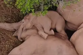 太萌了！云南象群躺地睡觉，小象醒了，甩鼻挣扎逃不出“重围”图片