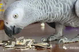 “霸王鸟”到家喝茶吃瓜子还不走，原来它大有来头图片