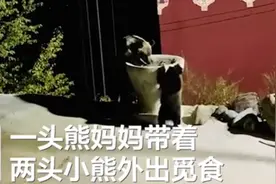 青海三只熊下山觅食被藏獒吓跑，监控记录全过程！网友：太猛了图片