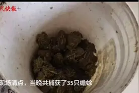 癞蛤蟆每斤卖7元，老汉深夜偷捕被抓图片