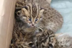 5只小豹猫嗷嗷待哺 民警帮其找到新家图片