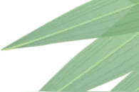 我们的节日·端午｜诗情画意“粽”关情图片