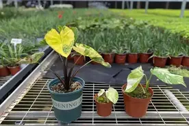 天哪！据说“芋头”成了网红单品，一片破叶子居然要卖1000块图片