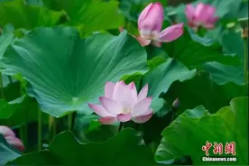 今日端午｜年年岁岁，平安是福图片