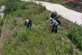 济南一村庄种艾草年产值超百万，村干部：计划扩大种植规模