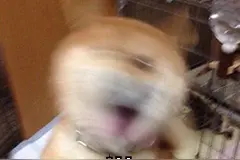 佛山一10岁女孩误把机油当饮料喝下肚，被紧急送医图片