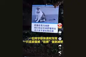 高校挂牌提醒猫减肥请勿投喂！猫：欺负我不识字…看图测测你家猫肥不肥？图片