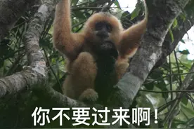 共建地球生命共同体丨一波雨林精灵表情包来袭，快准备收藏图片