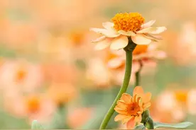 夜读 | 人生最幸福的十样东西，你拥有几样？图片