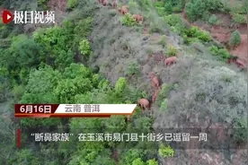 北迁象群曾到村民家找盐吃，洗澡遇险后捣毁鱼塘图片