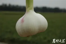 挣钱不光靠种蒜！看金乡蒜农如何“站”在产业链上赚钱图片