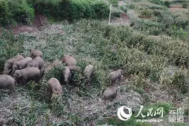 “断鼻家族”思茅故事：小象洗澡陷泥潭 象群挖渠救助图片