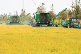 中国人的米饭情结：尝遍各地美食，也比不上它的慰藉图片