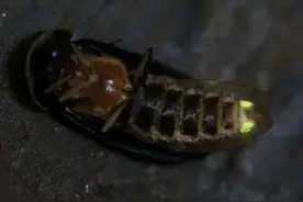 神奇的扁萤图片