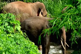 「跟着大象逛云南·“象”滇记」②普洱：“象”见恨晚的地方图片