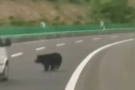 熊出没！黑熊在高速上欢快奔跑 货车司机抓拍视频后果断报警视频封面