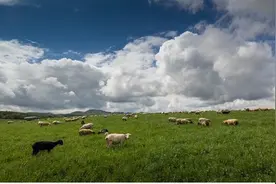 月薪六千包吃住，牧羊人招聘火了！企业：七八个本科生报名，有艺术生想边放羊边写生图片